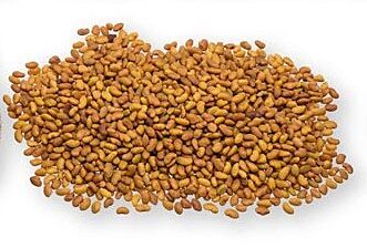 Alfalfa Seeds