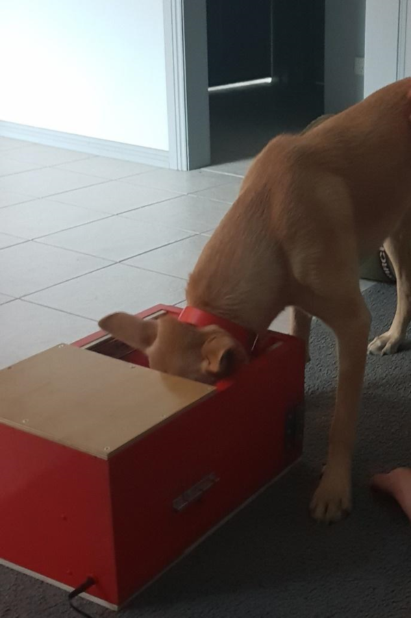 iot-pet-feeder-12-hungry-pup It took Cody about 5 seconds to work out that there was food inside the box