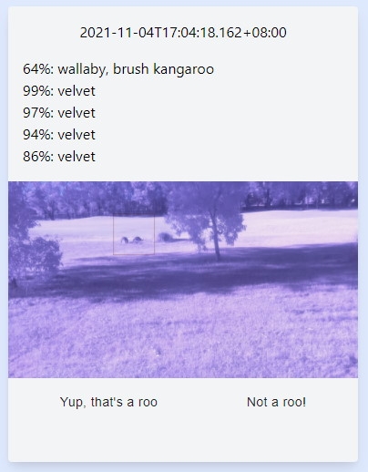 Full Frame Detection An image showing a kangaroo being seen in a large image