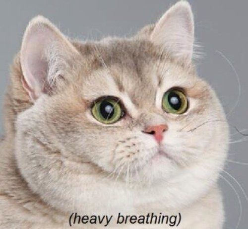 heavy-breathing-cat heavy-breathing-cat