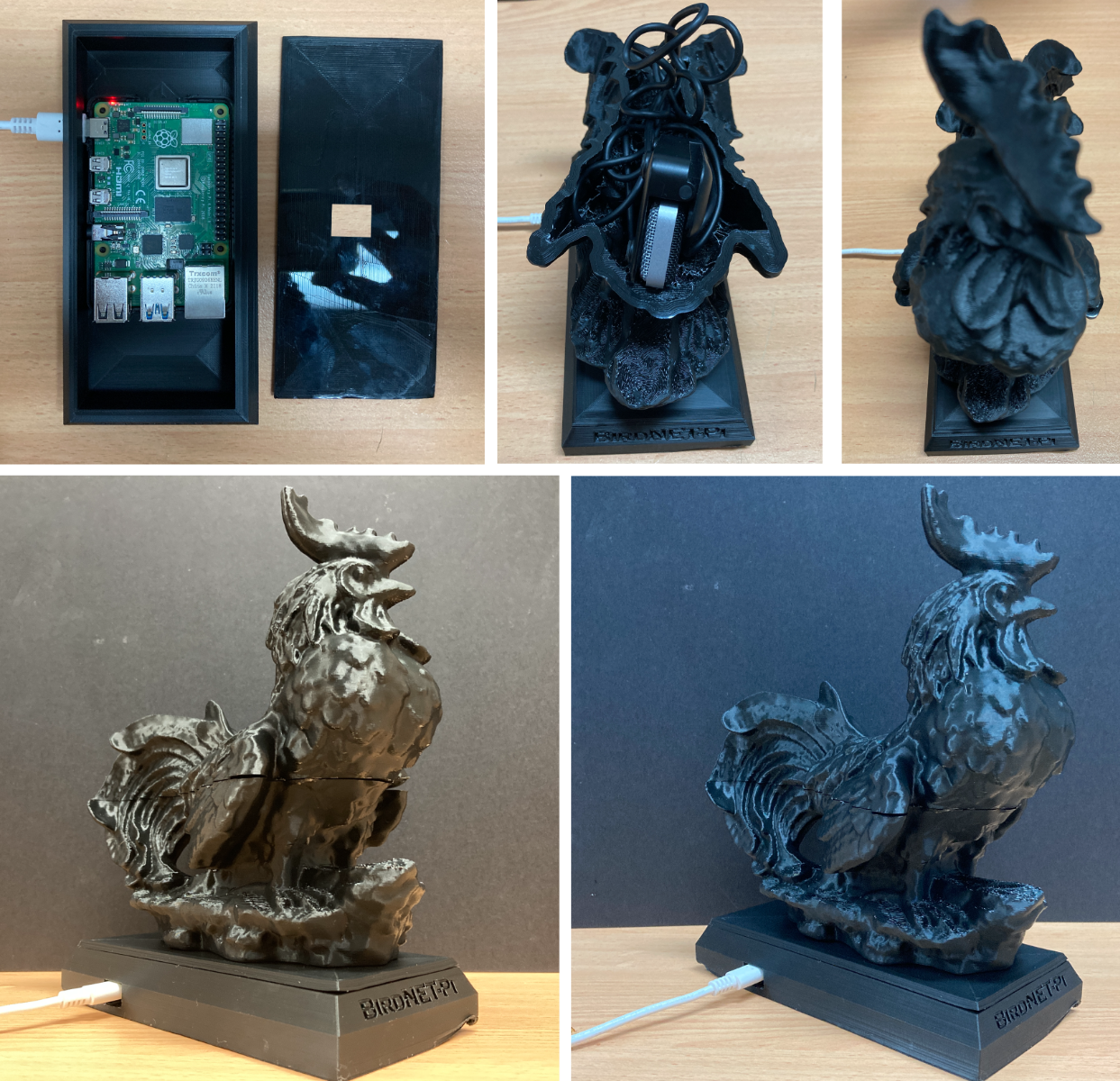 Rooster all set up and ready to listen